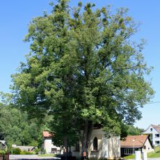 Tis obecný červený "U Havlů"