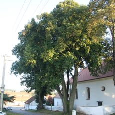 2 lípy u kostela