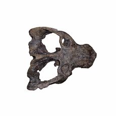 Paleontological Site Arroio Cancela