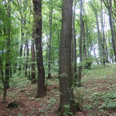 Dubina (natural monument)