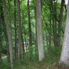 Park kalwaryjski (układ alejowy)