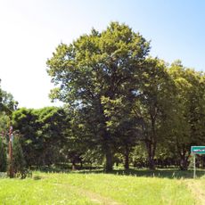 Park dworski w Jaktorowie