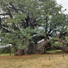 Sagole Baobab