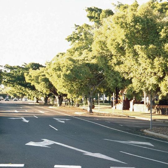 Bourbong Street Weeping Figs