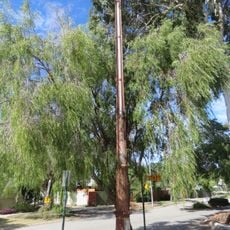 Sewerage Vent, Shenton Park