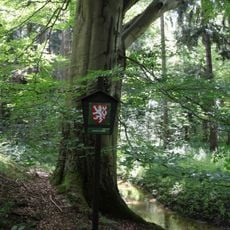 Buk v Pavlínině údolí