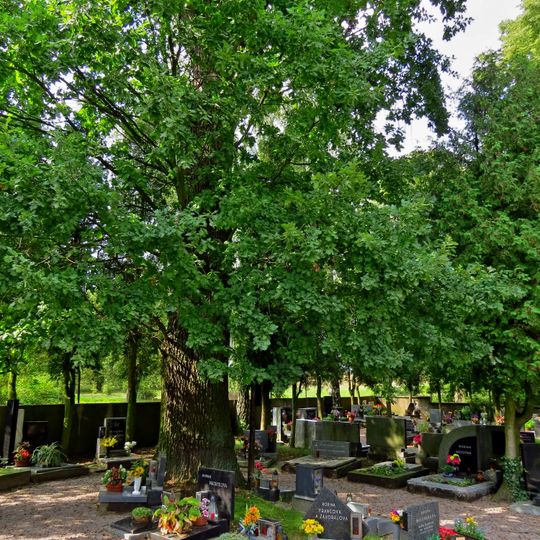 Dub v urnovém háji v Opočně