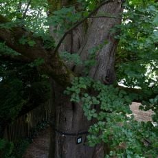 Tausendjährige Linde bei St. Lorenz