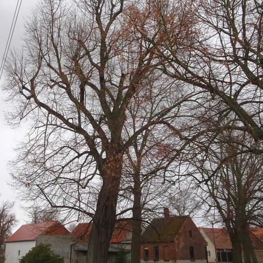 Naturdenkmal Sommerlinde Dorfstr. 45, neben Kirche; Flur 1, Flurstück 309 in Drößig
