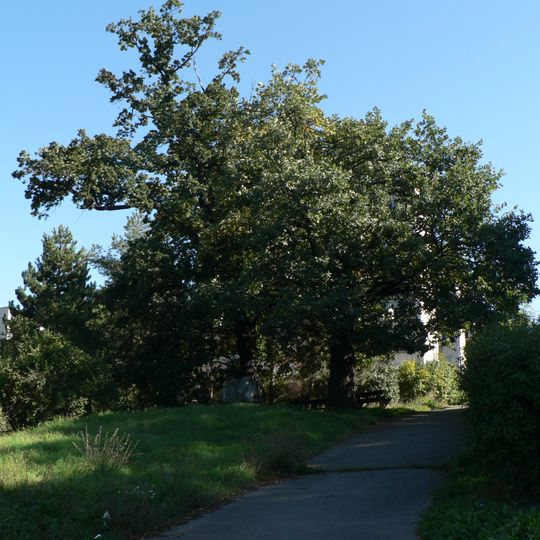 Skupina dubů letních v ulici Mezivrší