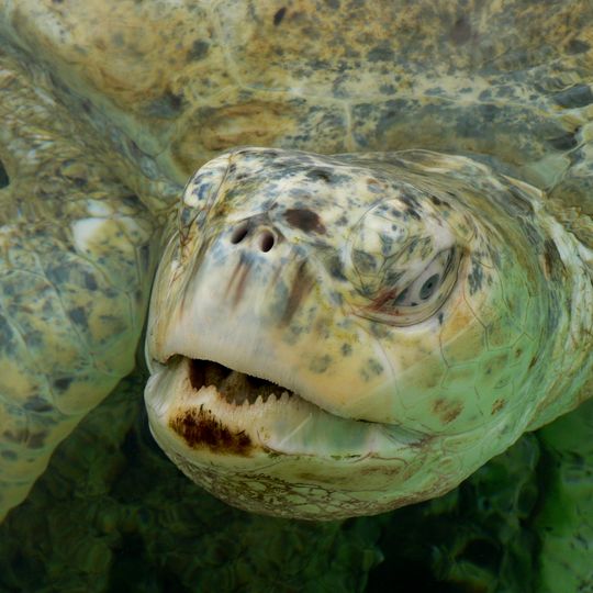 Parc national South Cumberland Islands