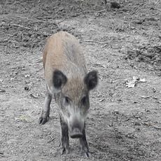 Zagroda Dzicza