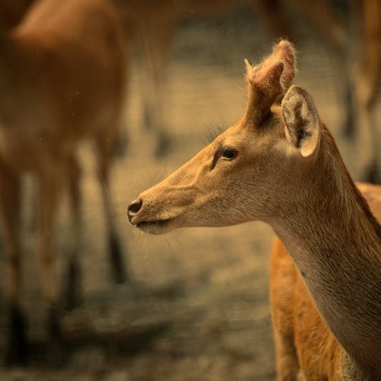 Parco nazionale di Dudhwa