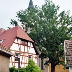 Naturdenkmal Stieleiche an der Kirche St. Barbara