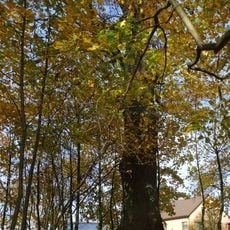 Milaičių ąžuolas