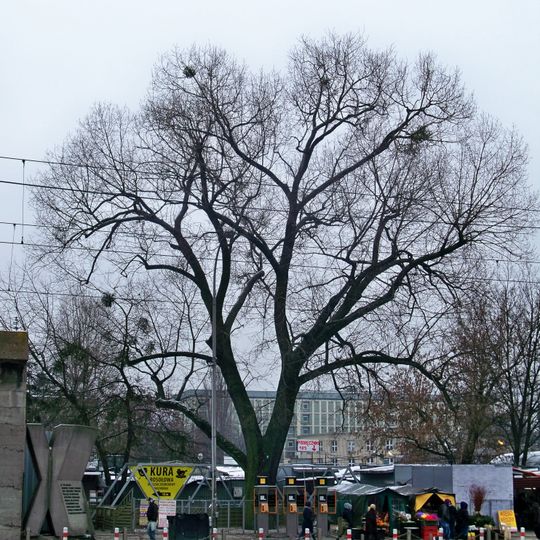 Defenders Poplar in Warsaw
