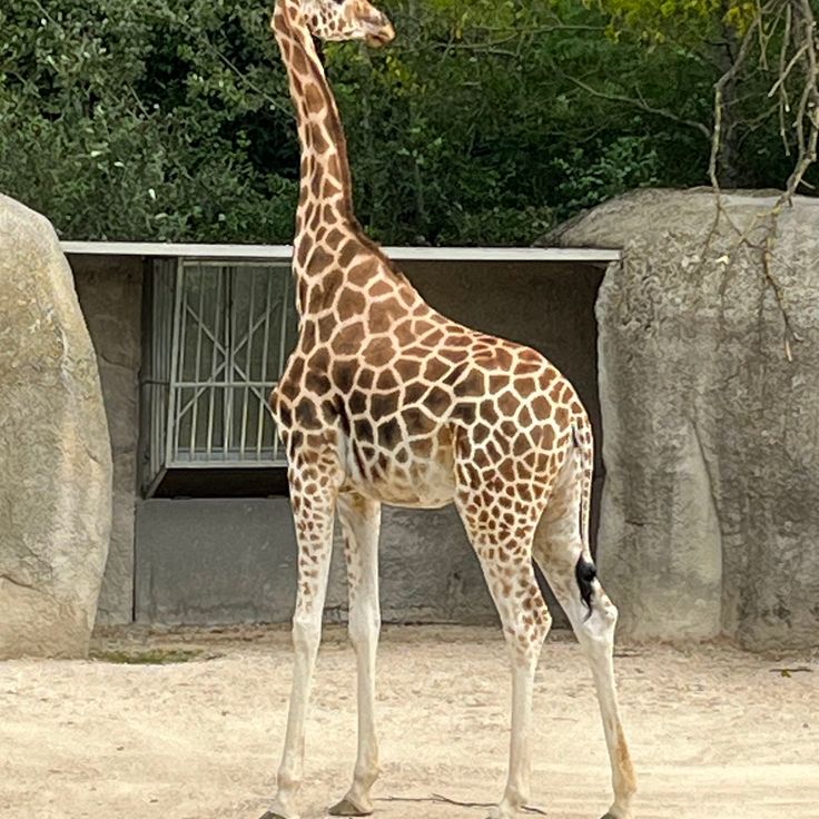 Giraffe House