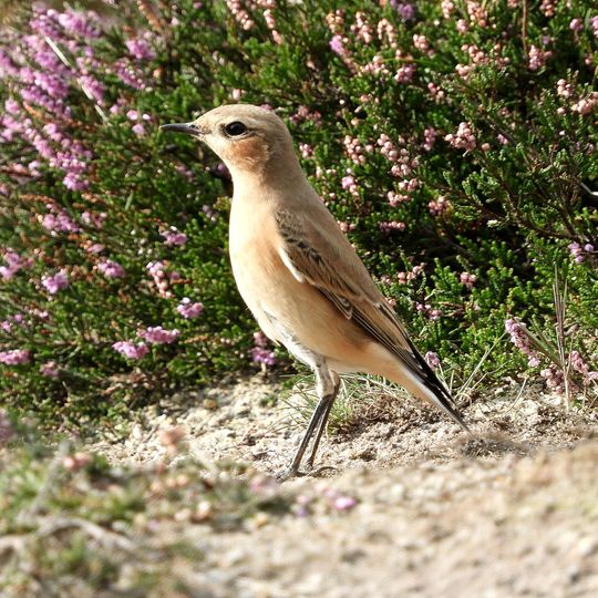 Kuppendorfer Böhrde