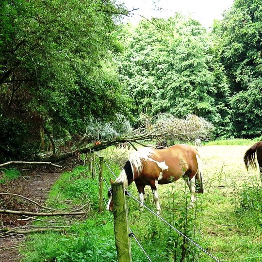 NSG Pillebachtal und Dernkamp