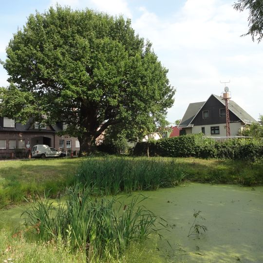 Naturdenkmal Stieleiche