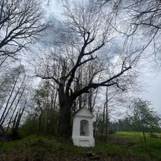 Dub u rybníka Pelikán