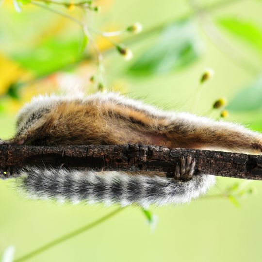 Estação Ecológica de Águas Emendadas