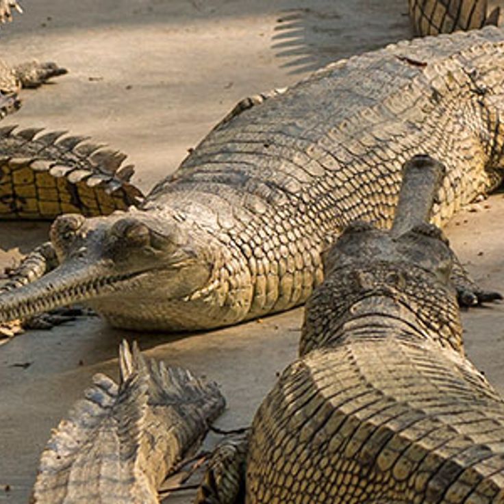Chitwan Nationalpark