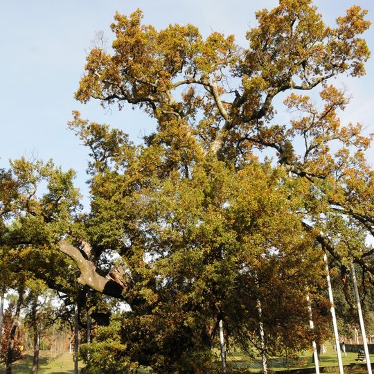 Calvos Oak