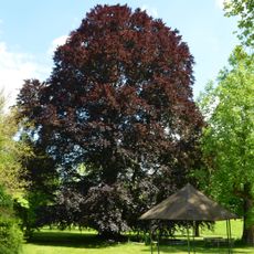 Blutbuche von Schloss Auhof