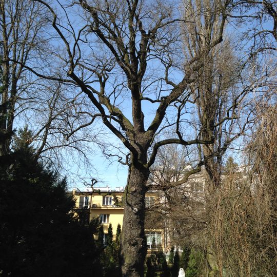 Dąb szypułkowy Zakopiańska 28