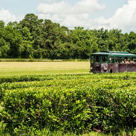 Charleston Tea Garden