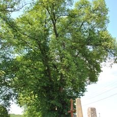 Tilia cordata in Chernykhivtsi