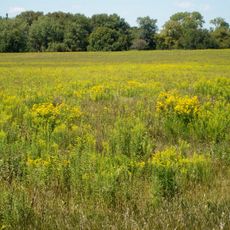 Midewin National Tallgrass Prairie