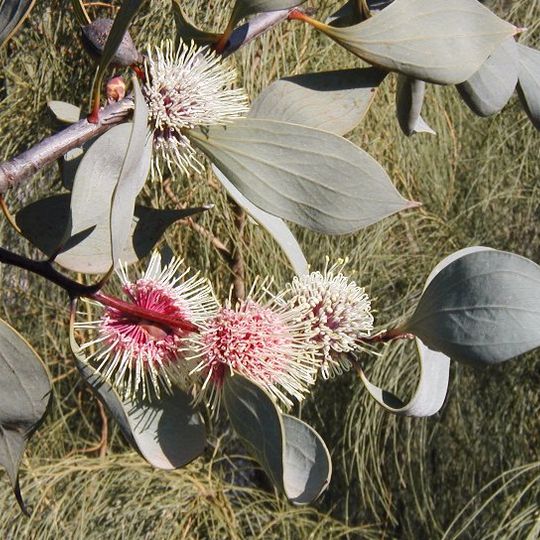 Keilor Botanic Gardens