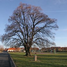 Tilia platyphylla (lípa velkolistá)