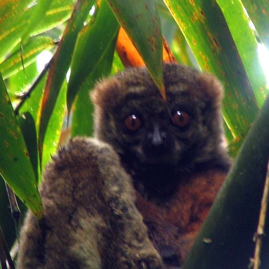 Kalambatritra Special Reserve