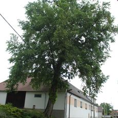 Jilm v Mokré Lhotě