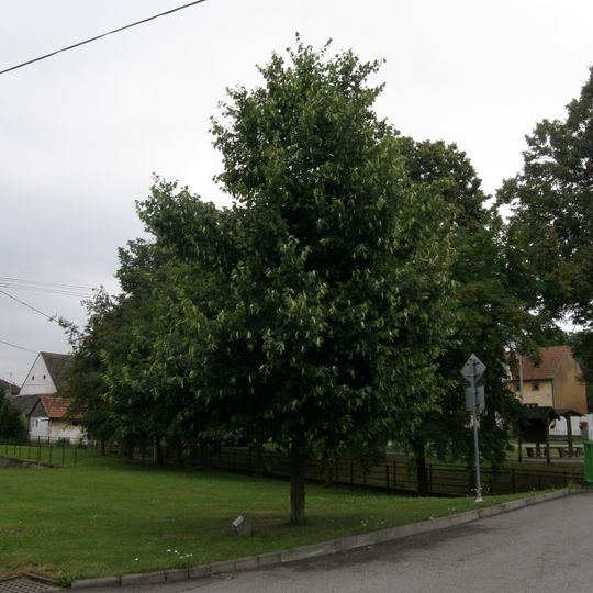 Lípa milenia v Domamili