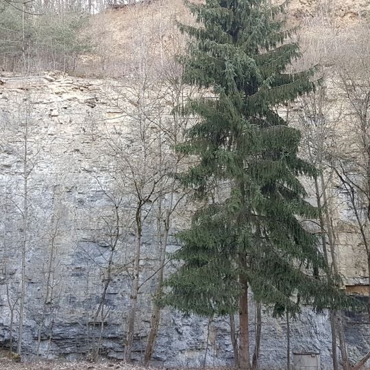 Naturdenkmal Steinbruch Vordere Brehmenleite