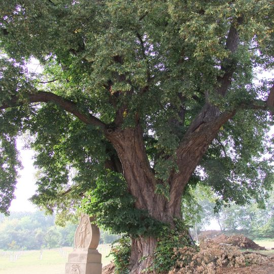 Lípa u hřbitova v Uhřicích