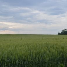 Golden Eagle-Toppmeyer Site