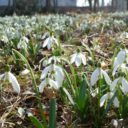 Sedlnické sněženky