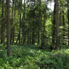 Olšina v Novolhotském lese