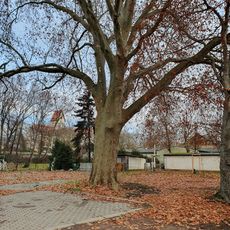 Platanus × hispanica in residential quarter near castle Schönefeld (Leipzig)
