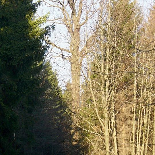 Dub u Vlčího jezera