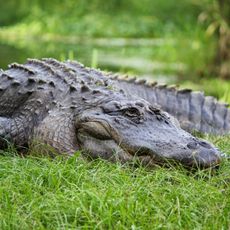 Okefenokee Swamp Park