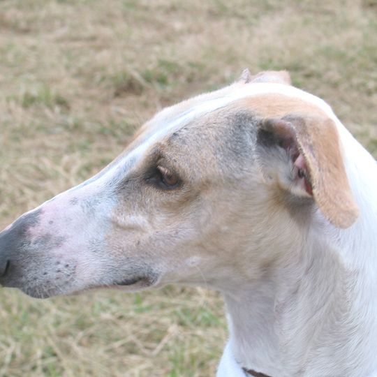 Lebrela de Términos