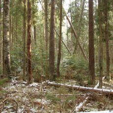 The upper reaches of the Bolshaya Sestra River