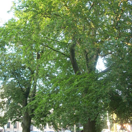 Buky Bedřicha Smetany