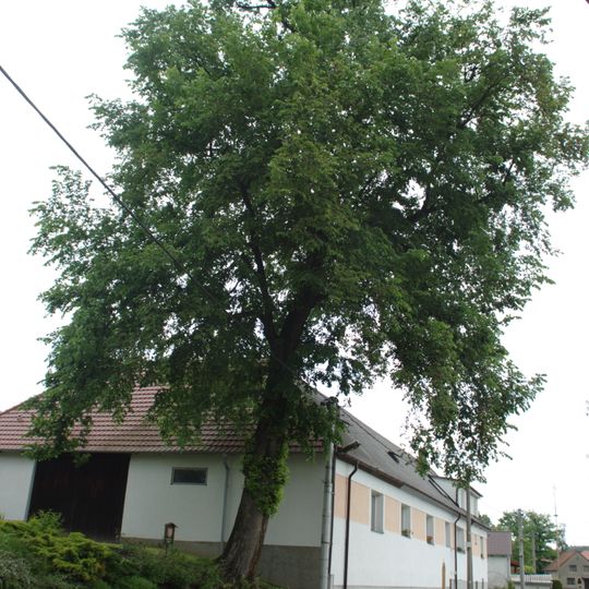 Jilm v Mokré Lhotě